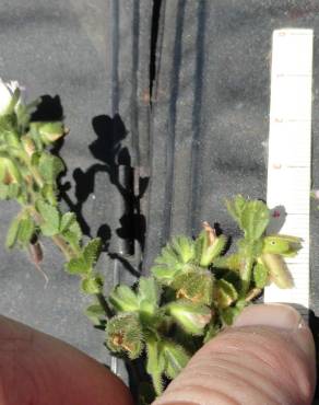 Fotografia 3 da espécie Ononis dentata no Jardim Botânico UTAD