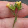 Fotografia 9 da espécie Linum strictum subesp. strictum var. strictum do Jardim Botânico UTAD