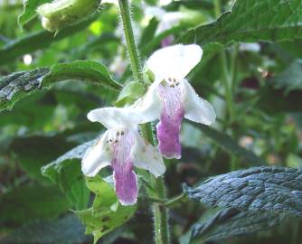 Fotografia da espécie Melittis melissophyllum subesp. melissophyllum