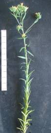 Fotografia da espécie Linum strictum subesp. strictum var. strictum
