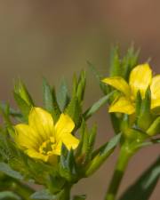 Fotografia da espécie Linum strictum