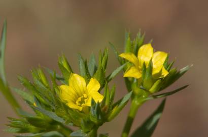 Fotografia da espécie Linum strictum subesp. strictum var. strictum