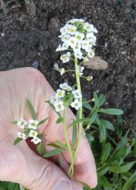 Fotografia da espécie Lobularia maritima subesp. maritima