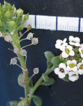 Fotografia 7 da espécie Lobularia maritima subesp. maritima no Jardim Botânico UTAD