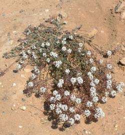 Fotografia da espécie Lobularia maritima subesp. maritima