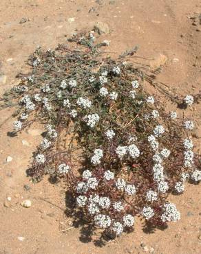 Fotografia 8 da espécie Lobularia maritima subesp. maritima no Jardim Botânico UTAD