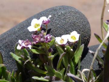 Fotografia da espécie Lobularia maritima subesp. maritima