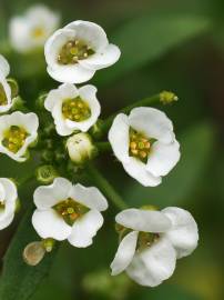 Fotografia da espécie Lobularia maritima subesp. maritima