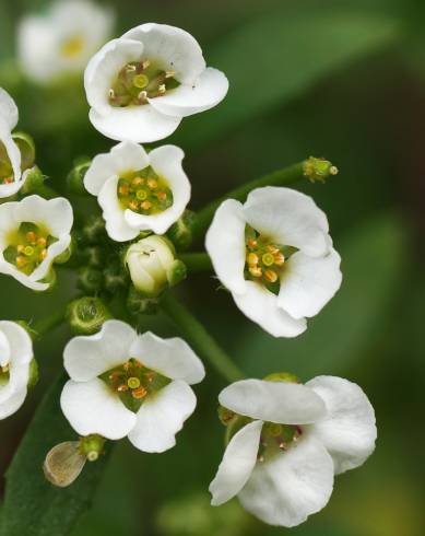 Fotografia de capa Lobularia maritima subesp. maritima - do Jardim Botânico