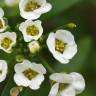 Fotografia 1 da espécie Lobularia maritima subesp. maritima do Jardim Botânico UTAD