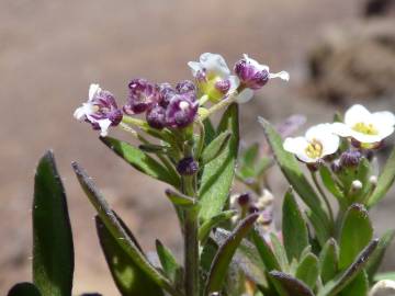 Fotografia da espécie Lobularia maritima subesp. maritima