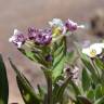 Fotografia 10 da espécie Lobularia maritima subesp. maritima do Jardim Botânico UTAD