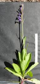 Fotografia da espécie Lobelia urens