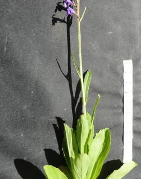 Fotografia 5 da espécie Lobelia urens no Jardim Botânico UTAD