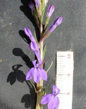 Fotografia 6 da espécie Lobelia urens no Jardim Botânico UTAD