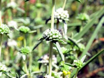 Fotografia da espécie Mentha cervina