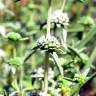 Fotografia 4 da espécie Mentha cervina do Jardim Botânico UTAD