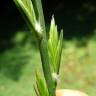 Fotografia 6 da espécie Lolium rigidum do Jardim Botânico UTAD