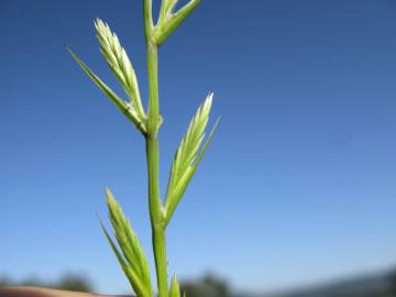 Fotografia da espécie Lolium rigidum