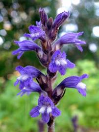 Fotografia da espécie Orobanche ramosa subesp. nana
