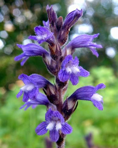 Fotografia de capa Orobanche ramosa subesp. nana - do Jardim Botânico