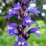 Fotografia 1 da espécie Orobanche ramosa subesp. nana do Jardim Botânico UTAD