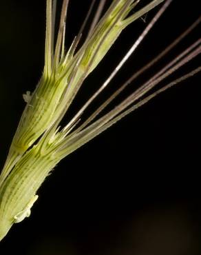 Fotografia 6 da espécie Aegilops triuncialis no Jardim Botânico UTAD