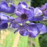 Fotografia 4 da espécie Aconitum napellus subesp. lusitanicum do Jardim Botânico UTAD