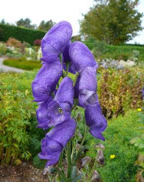 Fotografia 5 da espécie Aconitum napellus subesp. lusitanicum no Jardim Botânico UTAD