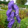 Fotografia 5 da espécie Aconitum napellus subesp. lusitanicum do Jardim Botânico UTAD