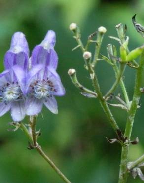 Fotografia 6 da espécie Aconitum napellus subesp. lusitanicum no Jardim Botânico UTAD