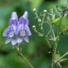 Fotografia 6 da espécie Aconitum napellus subesp. lusitanicum do Jardim Botânico UTAD