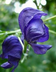 Aconitum napellus subesp. lusitanicum