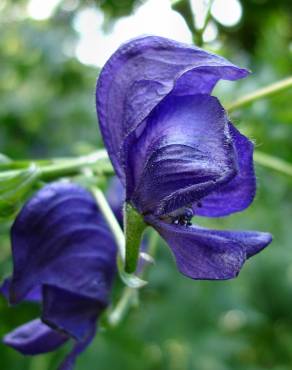 Fotografia 1 da espécie Aconitum napellus subesp. lusitanicum no Jardim Botânico UTAD