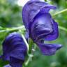 Fotografia 1 da espécie Aconitum napellus subesp. lusitanicum do Jardim Botânico UTAD