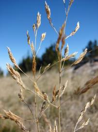 Fotografia da espécie Agrostis stolonifera