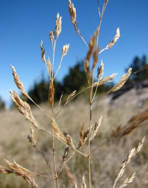 Fotografia 5 da espécie Agrostis stolonifera no Jardim Botânico UTAD