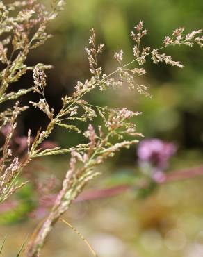 Fotografia 6 da espécie Agrostis stolonifera no Jardim Botânico UTAD