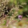 Fotografia 6 da espécie Agrostis stolonifera do Jardim Botânico UTAD