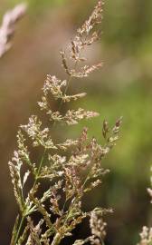 Fotografia da espécie Agrostis stolonifera