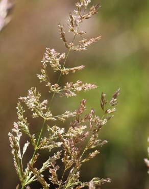 Fotografia 1 da espécie Agrostis stolonifera no Jardim Botânico UTAD