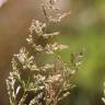 Fotografia 1 da espécie Agrostis stolonifera do Jardim Botânico UTAD