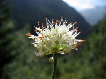 Fotografia da espécie Allium ericetorum