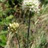 Fotografia 6 da espécie Allium ericetorum do Jardim Botânico UTAD