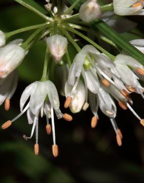 Fotografia 7 da espécie Allium ericetorum no Jardim Botânico UTAD