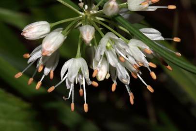 Fotografia da espécie Allium ericetorum