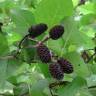 Fotografia 5 da espécie Alnus cordata do Jardim Botânico UTAD