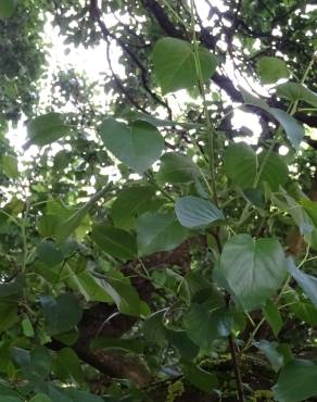 Fotografia 6 da espécie Alnus cordata no Jardim Botânico UTAD