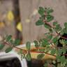 Fotografia 4 da espécie Chamaesyce maculata do Jardim Botânico UTAD