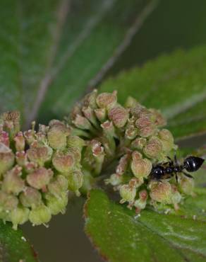 Fotografia 5 da espécie Chamaesyce maculata no Jardim Botânico UTAD